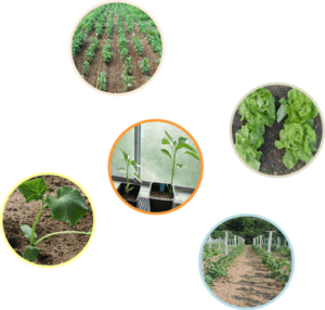 Mycorhizes pour maraichage