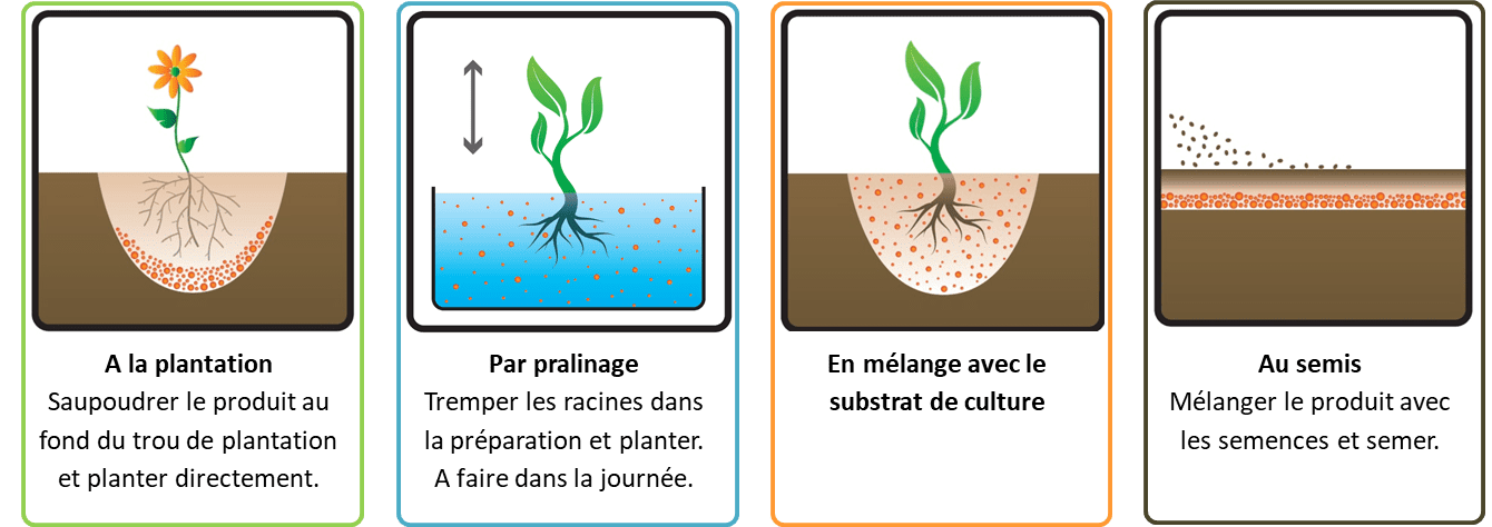 Application des Mycorhizes