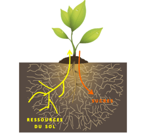 Principe des Mycorhizes